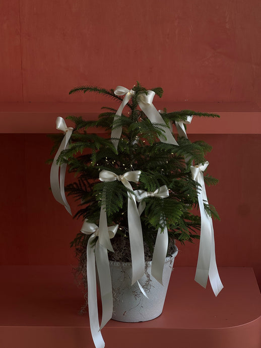 Holiday Special: Living Holiday Tree